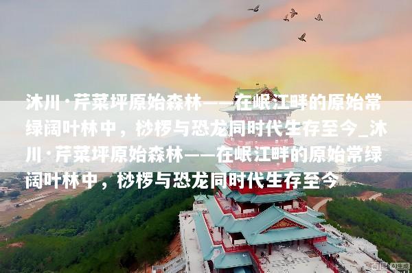 沐川·芹菜坪原始森林——在岷江畔的原始常绿阔叶林中，桫椤与恐龙同时代生存至今_沐川·芹菜坪原始森林——在岷江畔的原始常绿阔叶林中，桫椤与恐龙同时代生存至今